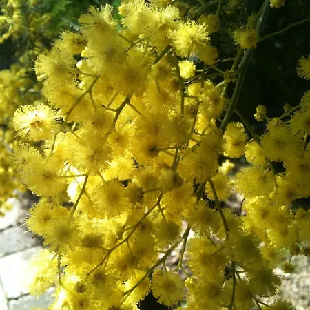 La Mimosa